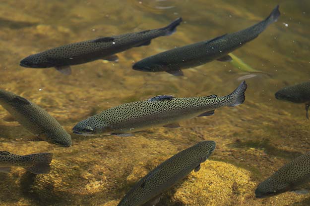 rainbow trout