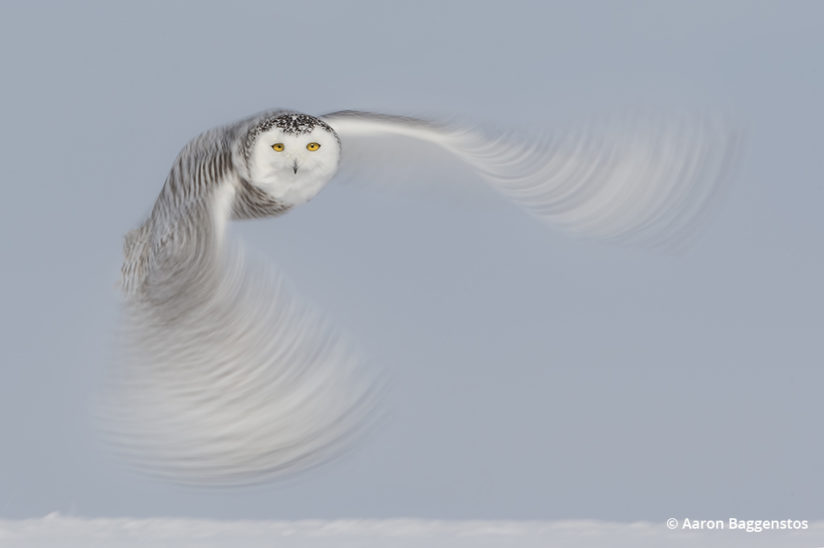 Creative blurs for wildlife photos: Wing blur of an owl