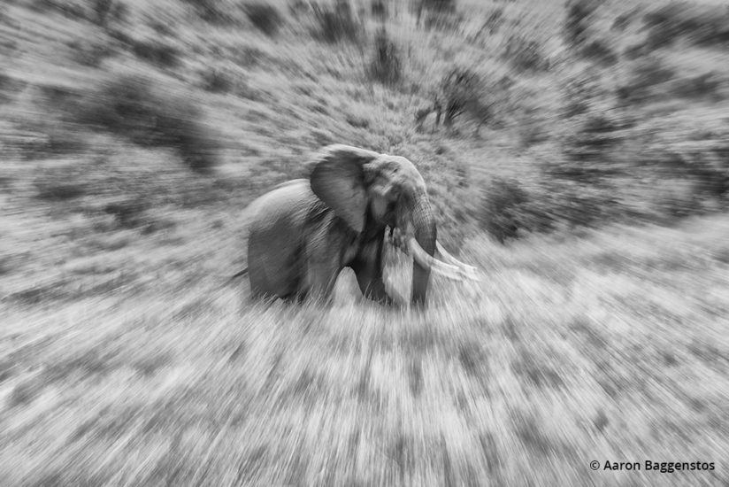 Creative blurs for wildlife photos: Zoom blur of an elephant