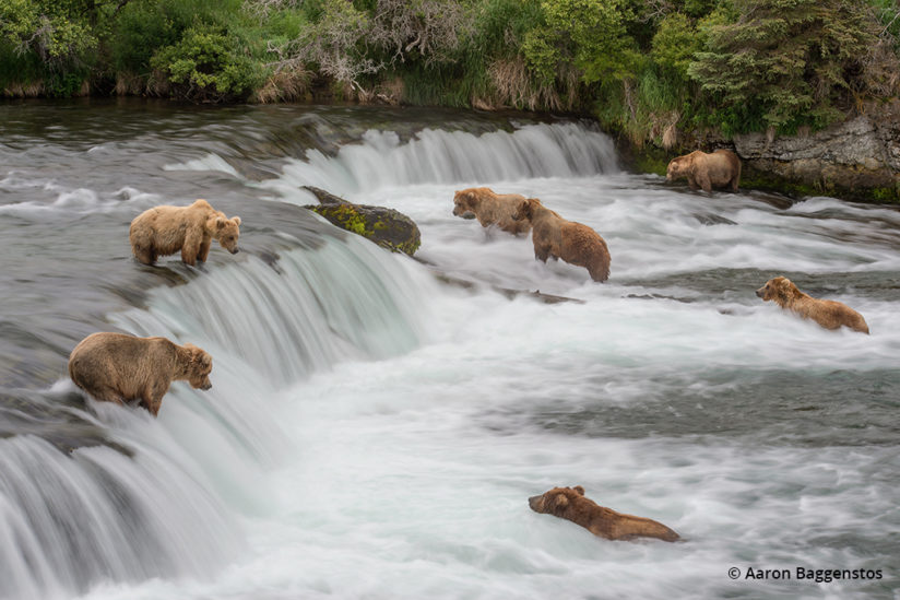 Creative blurs for wildlife photos: Water blur with bears