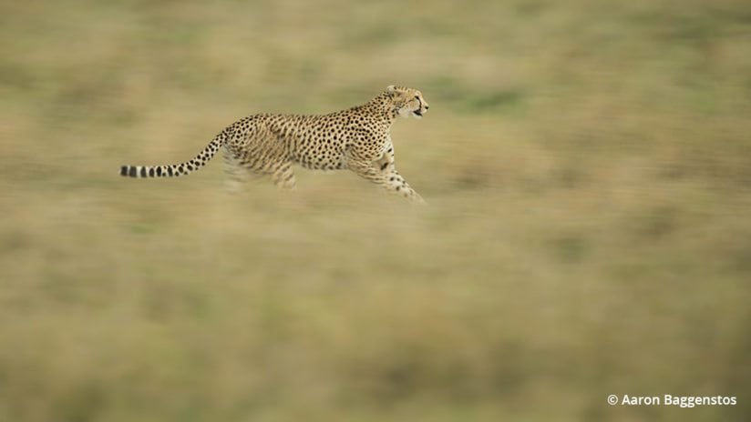 Creative blurs for wildlife photos: Pan blur of a cheetah