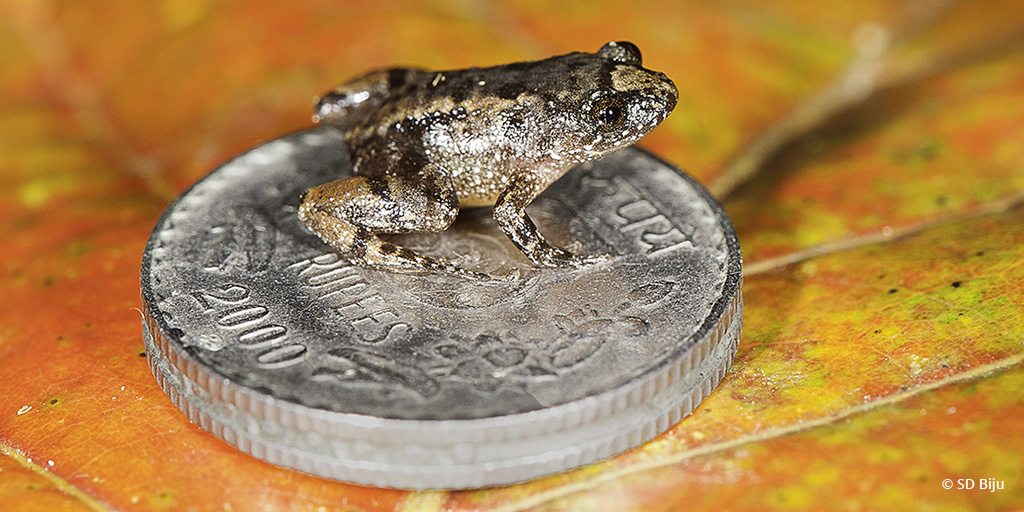 Last Frame: Robin Moore's Night Frog