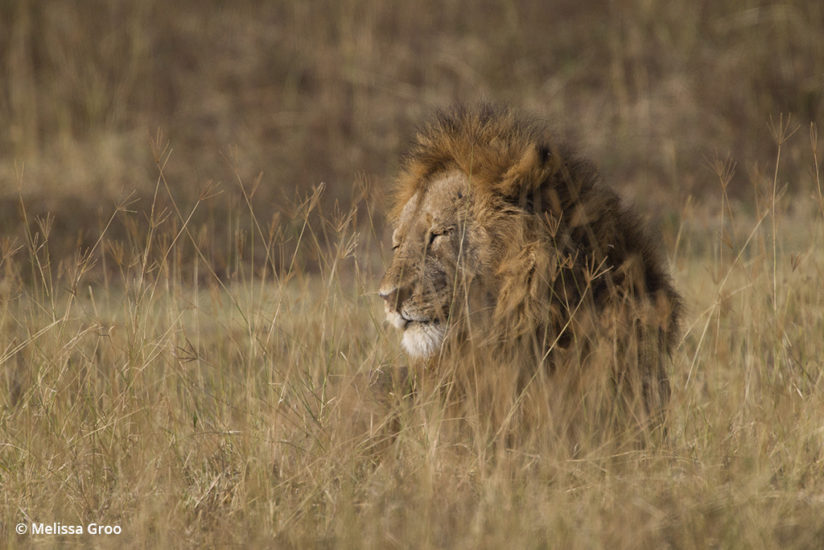 Lessons in wildlife photography - Serengeti lion
