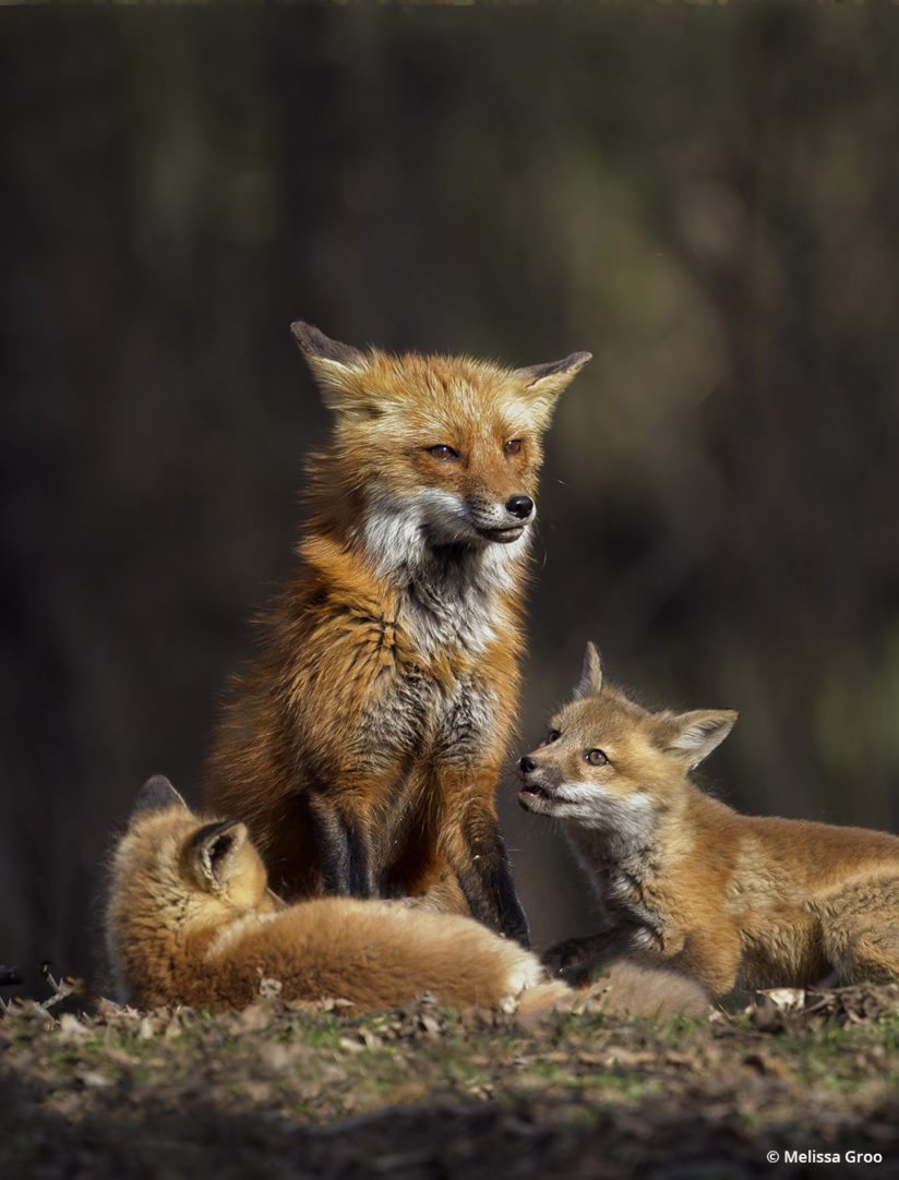 Lessons in wildlife photography - fox family