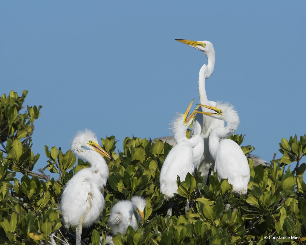 Today’s Photo Of The Day is “Family of Egrets” by Constance Mier. Location: Everglades National Park, Florida.