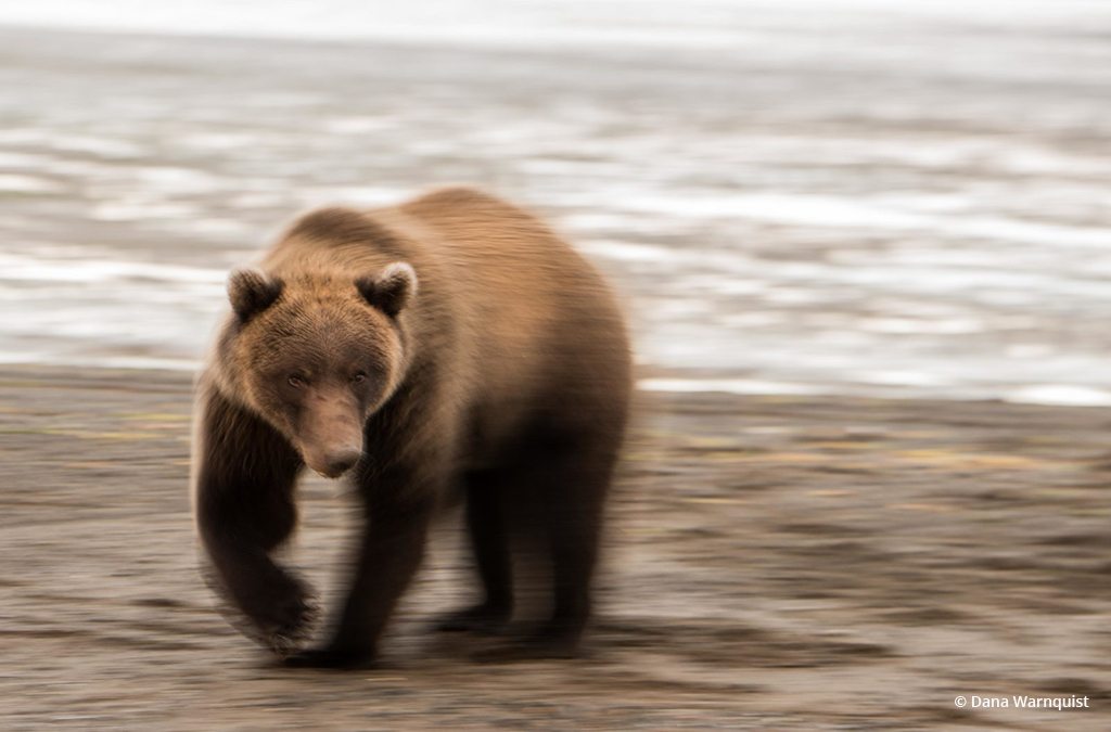 Today’s Photo Of The Day is “Brownie” by Dana Warnquist. Location: Lake Clark National Park, Alaska.
