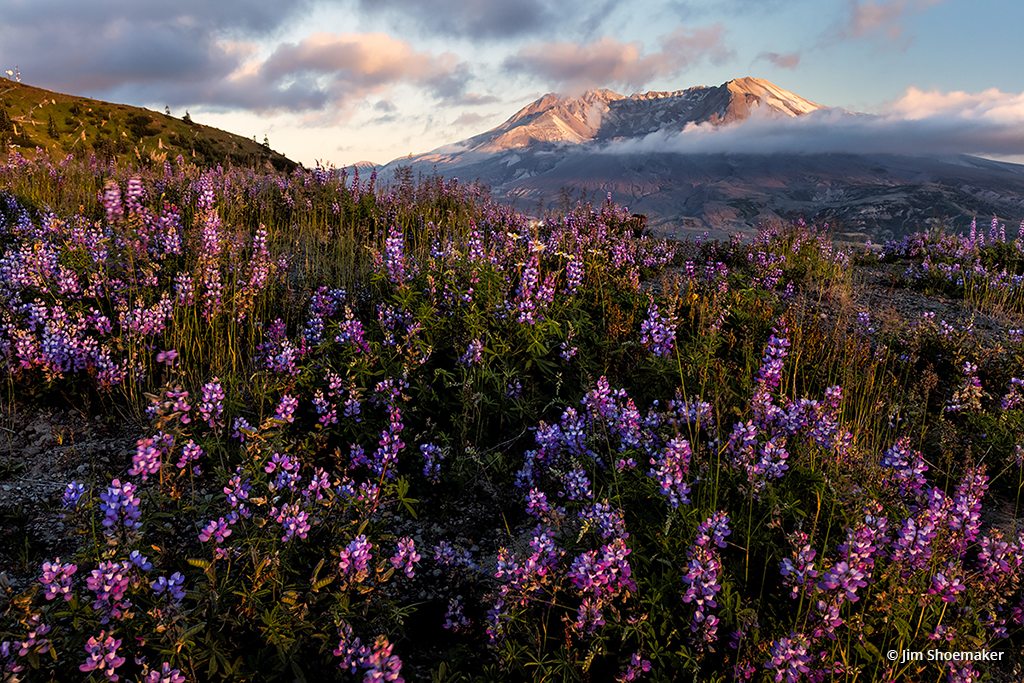 Today’s Photo Of The Day is “Wildflowers, Mt. St. Helens, Washington” by Jim Shoemaker. Location: Mt. St. Helens National Volcanic Monument, Washington.