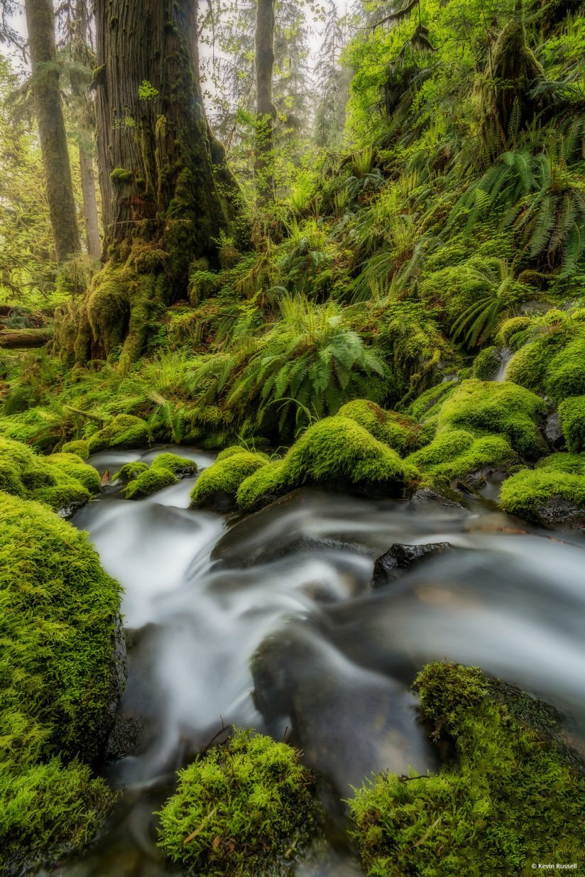 Today’s Photo Of The Day is “Quinault Flows” by Kevin Russell. Location: Olympic National Park, Washington.