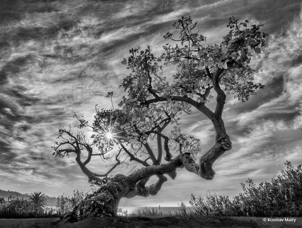 Today’s Photo Of The Day is “Coral Tree” by Koustav Maity. Location: La Jolla, California.