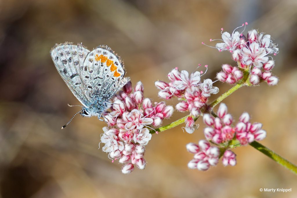Today’s Photo Of The Day is “Butterfly and Bloom in the Desert” by Marty Knippel. Location: Arizona. 