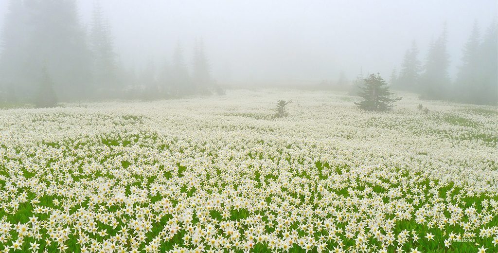 Today’s Photo Of The Day is “Foggy Blanket” by RimaS. Location: Olympic National Park, Washington.