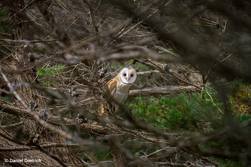 Barn owl: Point Reyes National Seashore