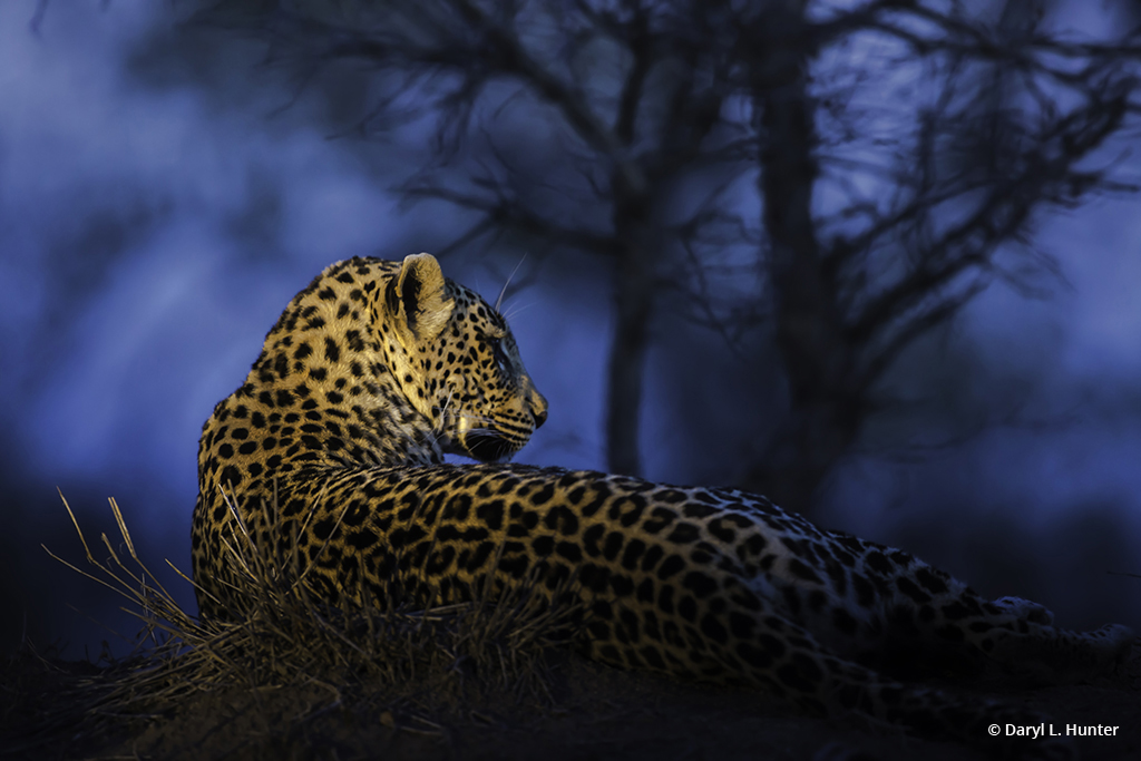 “Blue-Hour Leopard” By Daryl L. Hunter