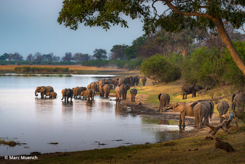Elephant herd, Linyanti River, Botswana.