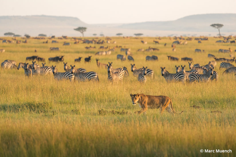 Lioness and zebra, Maasai Mara National Reserve, Kenya.