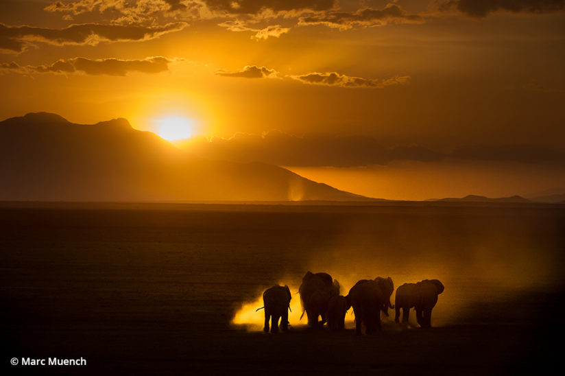 Elephants, Amboseli National Park, Kenya.
