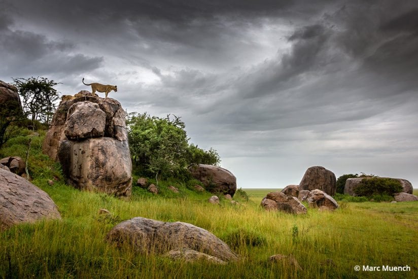 Lioness on rock, Serengeti National Park, Tanzania.