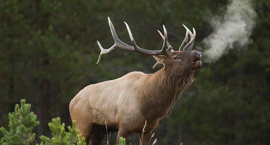 Bull Elk Bugling