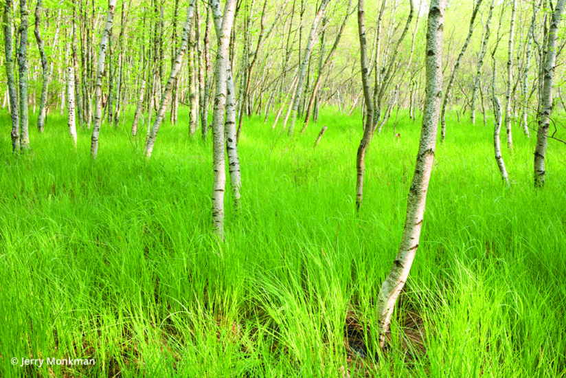 Paper birch trees Acadia National Park