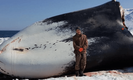 Alaskan Boy Harassed by Loony Animal Rights Activists for Killing a Whale to Feed His Village