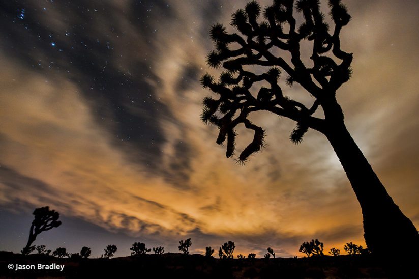 Joshua Tree silhouette