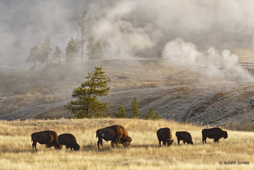 Herd of bison near Old Faithful Geyser, Upper Geyser Basin, Yellowstone