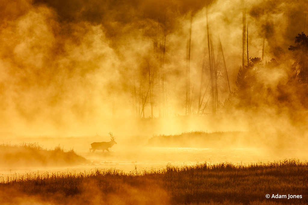 Bull elk crossing steaming Madison River at sunrise, Madison Junction, Yellowstone