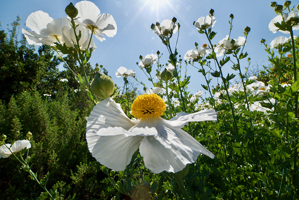 irix 15mm f/2.4 blackstone