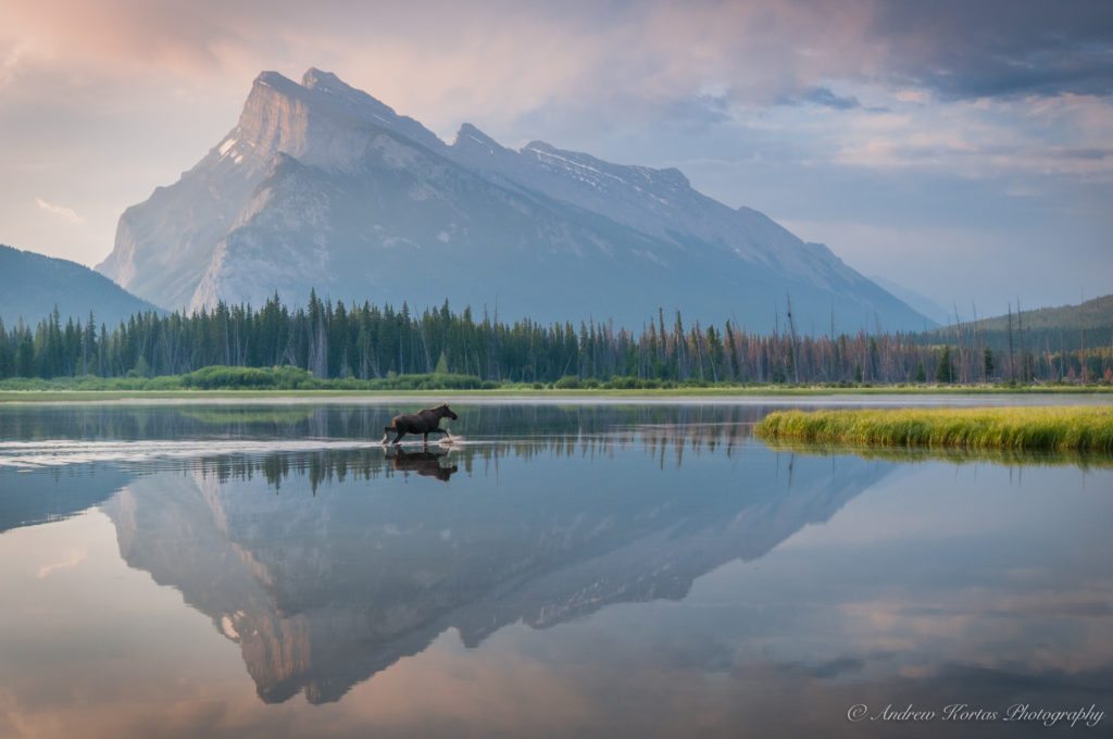 Today’s Photo Of The Day is “Vermillion Lake Moose” by Andrew Kortas. Location: Banff National Park, Alberta, Canada. 