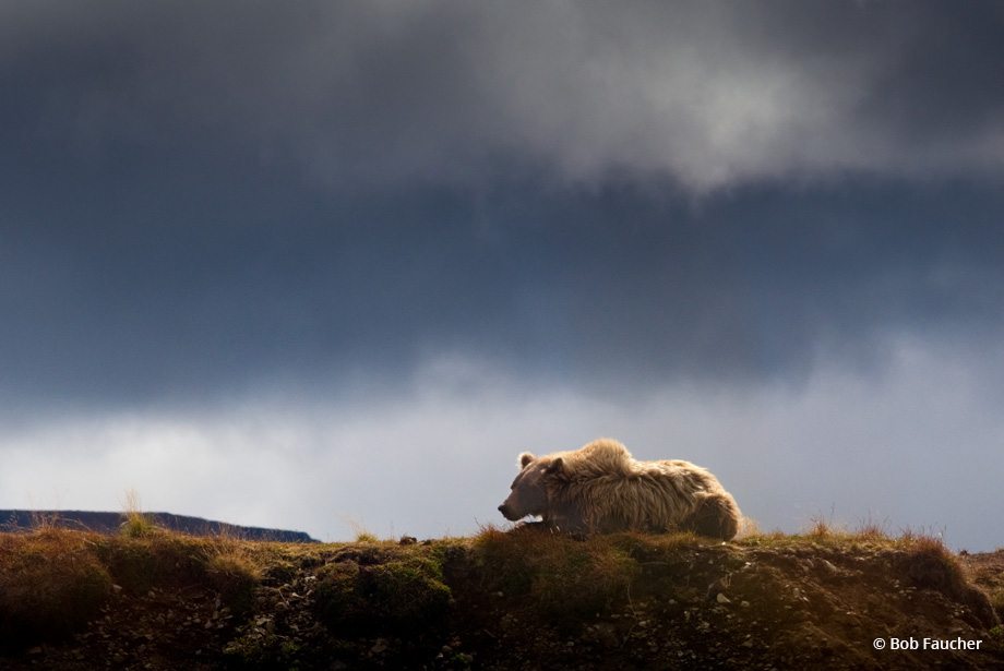 Today’s Photo Of The Day is “Watchful Mom” by Bob Faucher. Location: Alaska. 