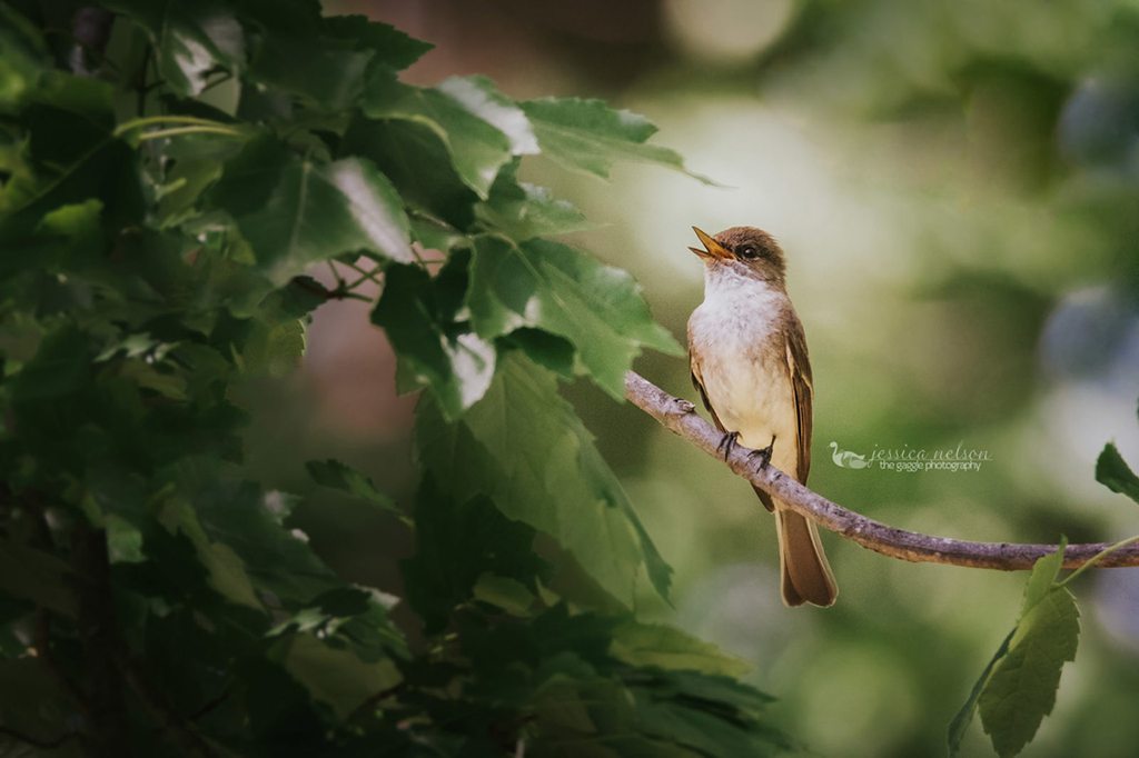 Today’s Photo Of The Day is “Eastern Phoebe” by Jessica Nelson. Location: Dayton, Maryland. 