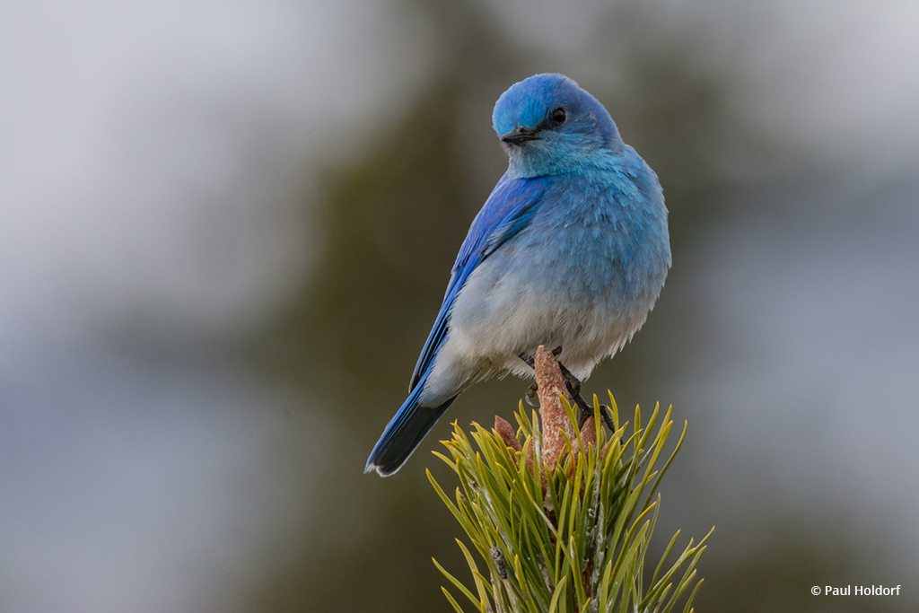 Today’s Photo Of The Day is “The Bluebird” by Paul Holdorf. Location: Big Sky, Montana.
