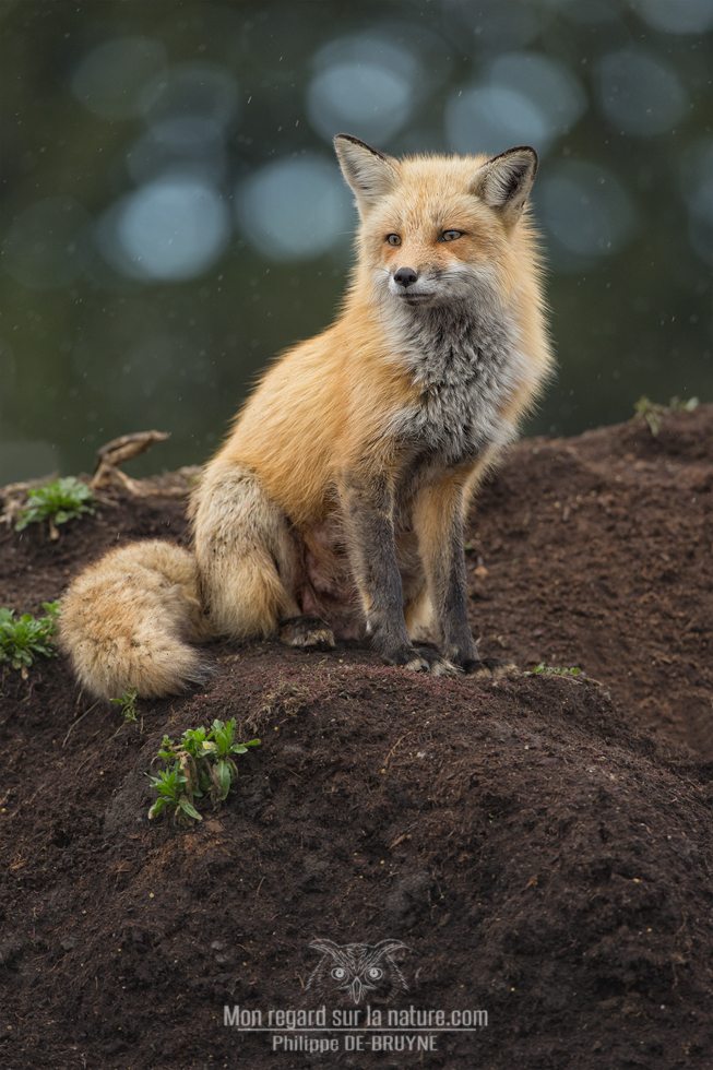 Today’s Photo Of The Day is “Mother Fox” by Philippe DE-BRUYNE. Location: Montreal, Quebec, Canada. 