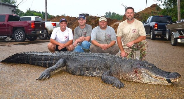 record breaking gator caught