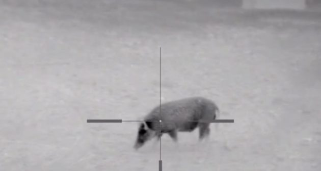 Yep: Keith Warren Put A Thermal Scope On His Dragon Claw Air Rifle And Killed A Hog With It