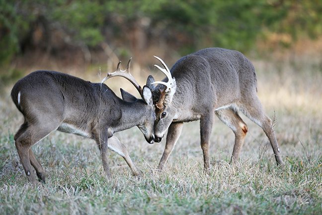 2017 Arkansas Deer Forecast Feature