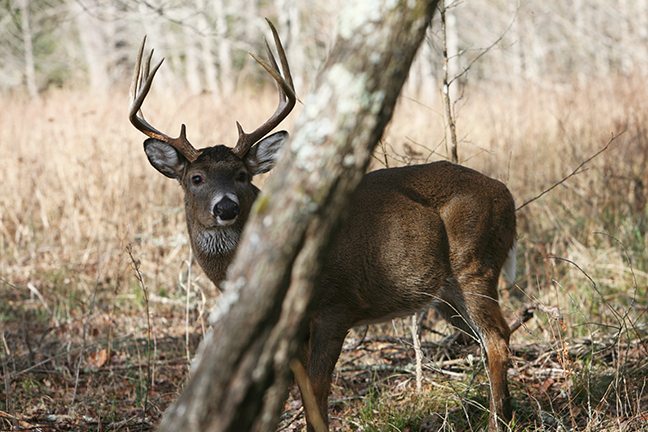 2017 Georgia Deer Forecast Feature
