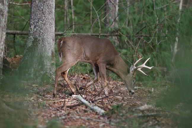 2017 Louisiana Deer Forecast Feature