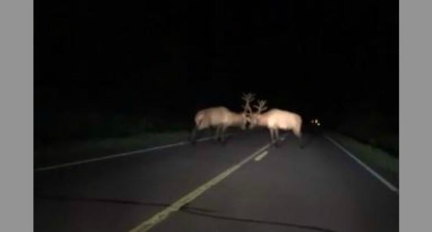 bull elk battle on highway
