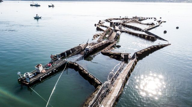 Farmed Atlantic Salmon Escape Broken Net In Washington