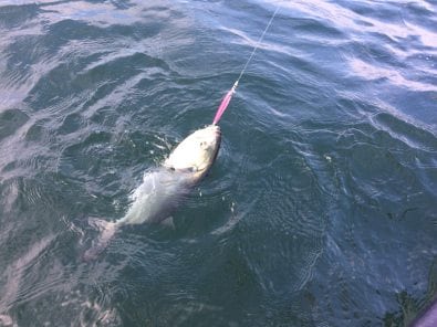 a sweet bluefish rises for dave’s lure, one again