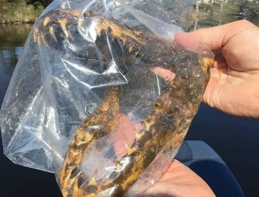 Fisherman catches mysterious shark jawbone in Mississippi River near Grand Rapids
