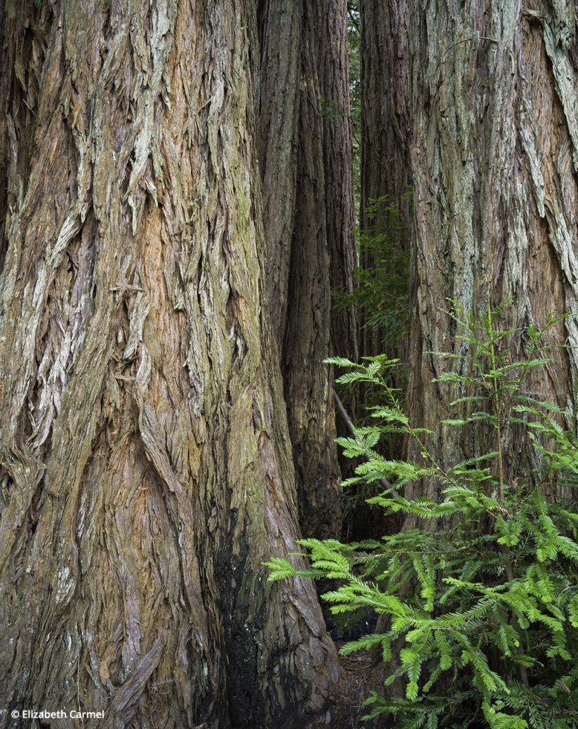 Redwood trunks, Hasselblad X1D