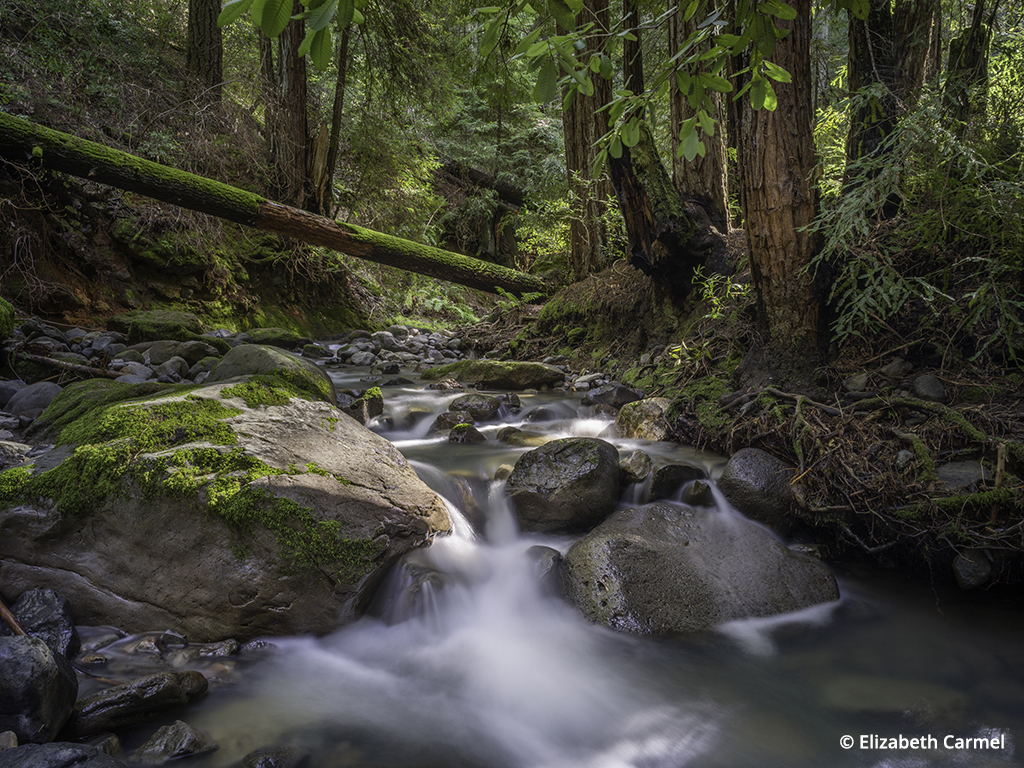 Redwoods in Bothe-Napa Valley State Park, Hasselblad X1D