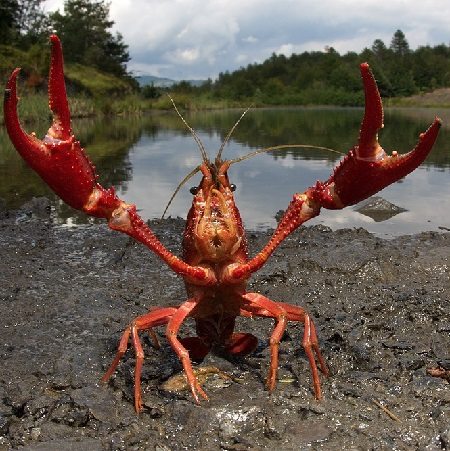 Invasive red swamp crayfish found in two locations in Michigan