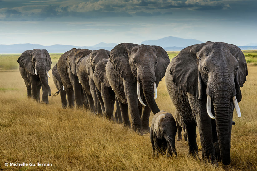 Herd of elephants, Kitenden Wildlife Corridor