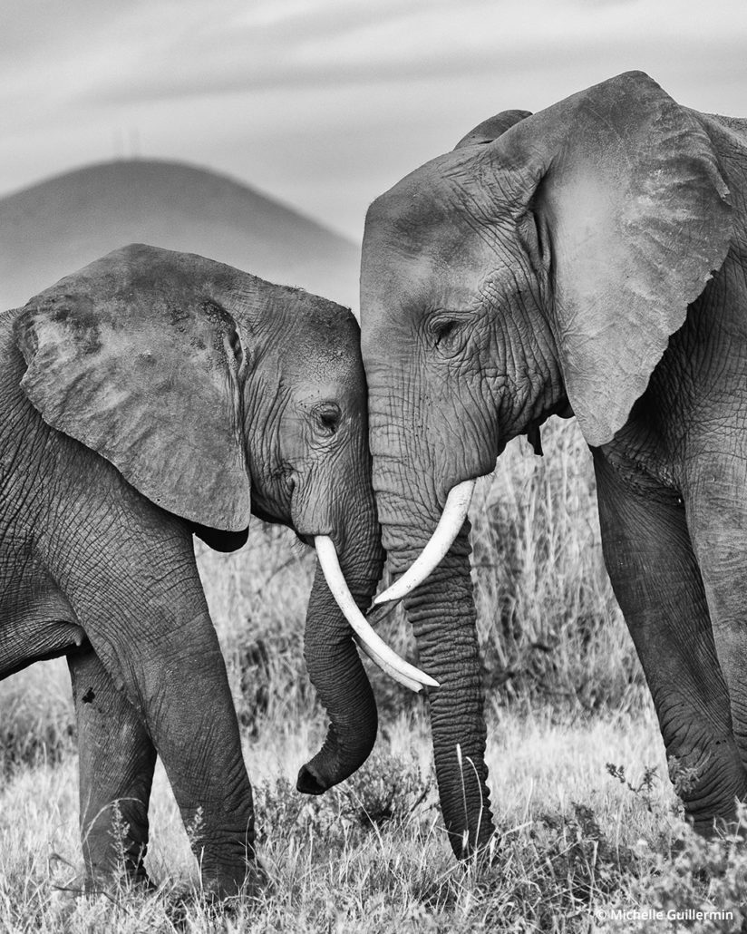 Male and female elephants, Kitenden Wildlife Corridor