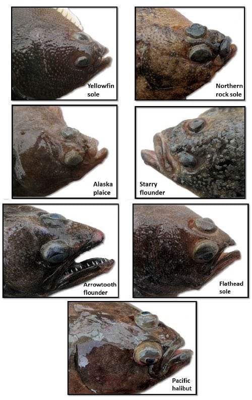 NOAA Study of Flat-Fish Feeding