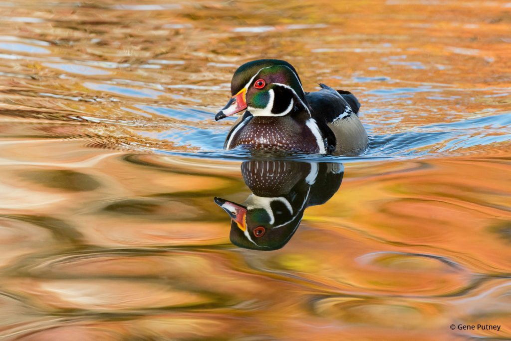Today’s Photo Of The Day is “Wood Duck Drake” by Gene Putney. Location: Littleton, Colorado.