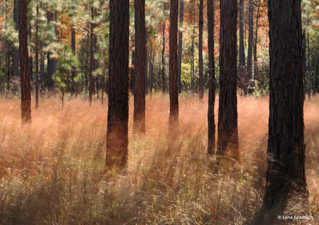 Today’s Photo Of The Day is “Windy Pine Savanna” by Lana Gramlich. Location: Abita Flatwoods Preserve, Louisiana.